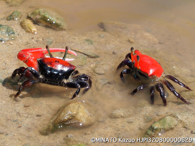 ベニシオマネキ雌雄