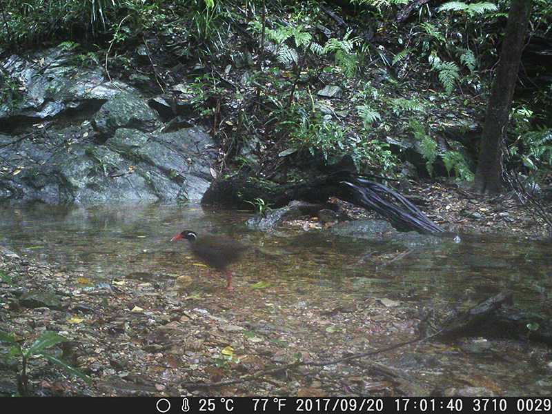 ヤンバルクイナ