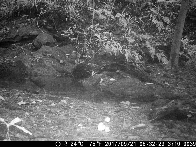 ヤンバルクイナ