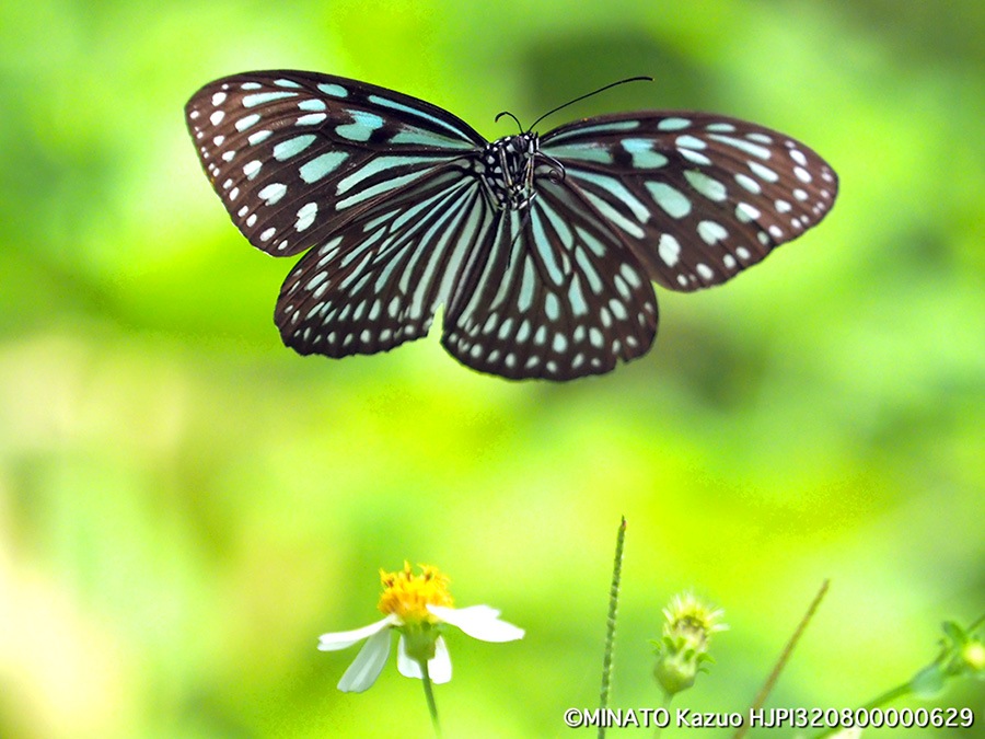 リュウキュウアサギマダラ