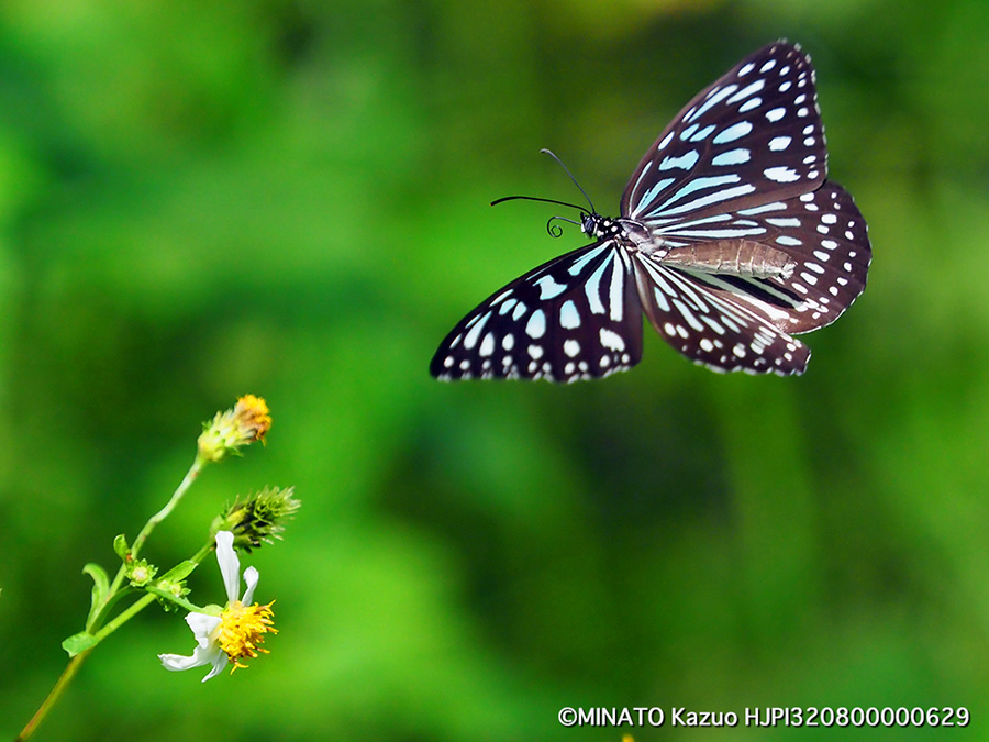 リュウキュウアサギマダラ
