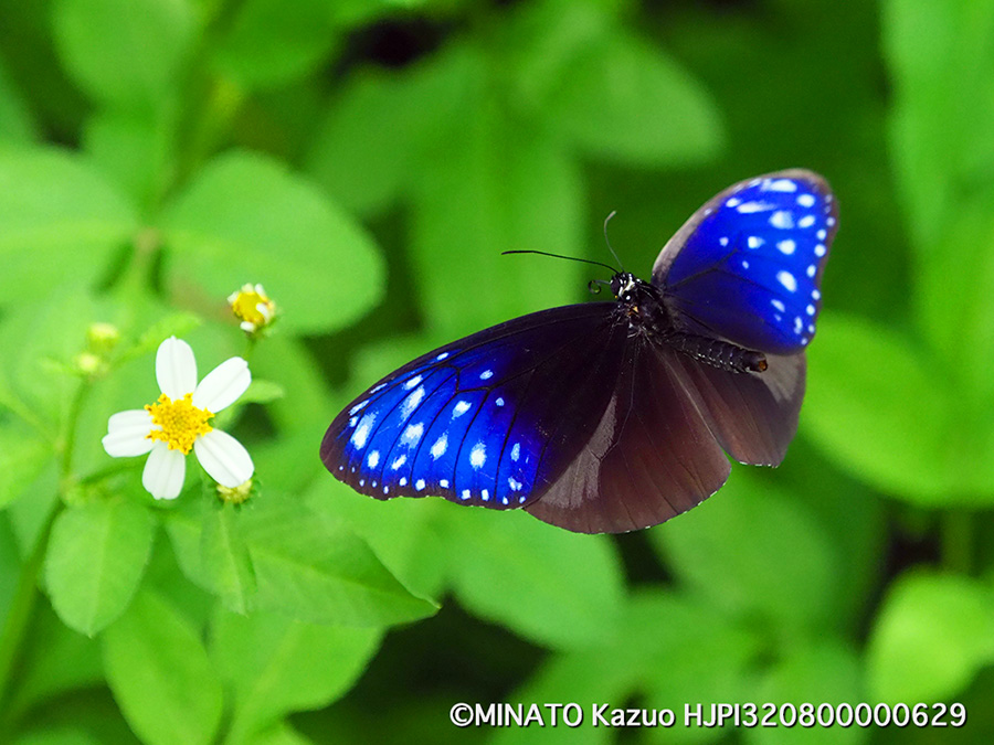 ツマムラサキマダラ