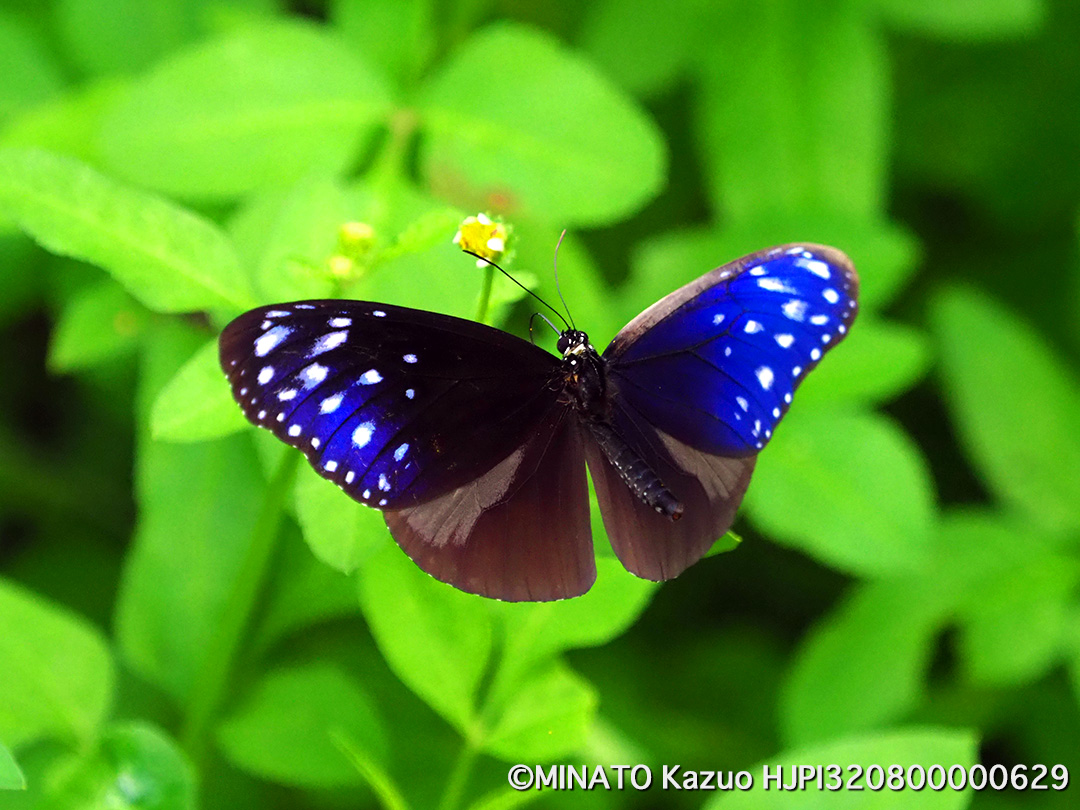 ツマムラサキマダラ