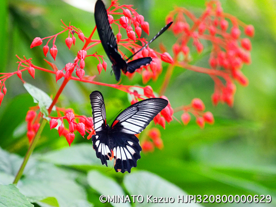 ナガサキアゲハ