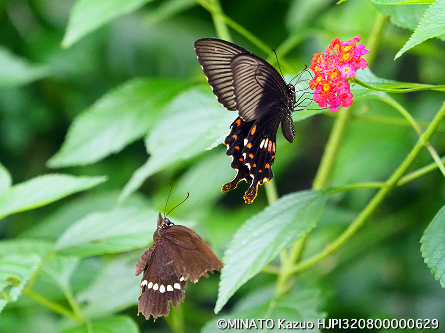 シロオビアゲハ
