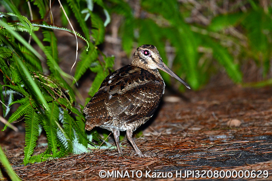 アマミヤマシギ
