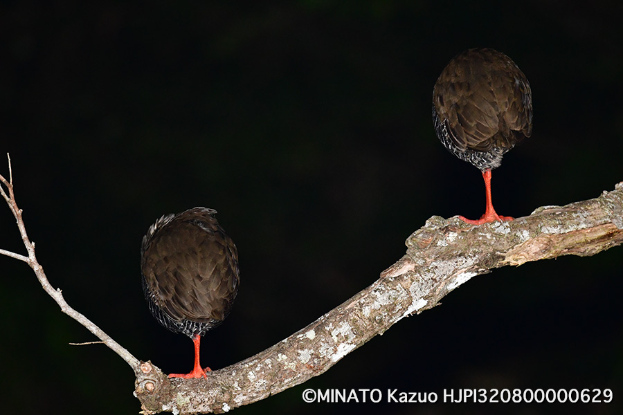 ヤンバルクイナ