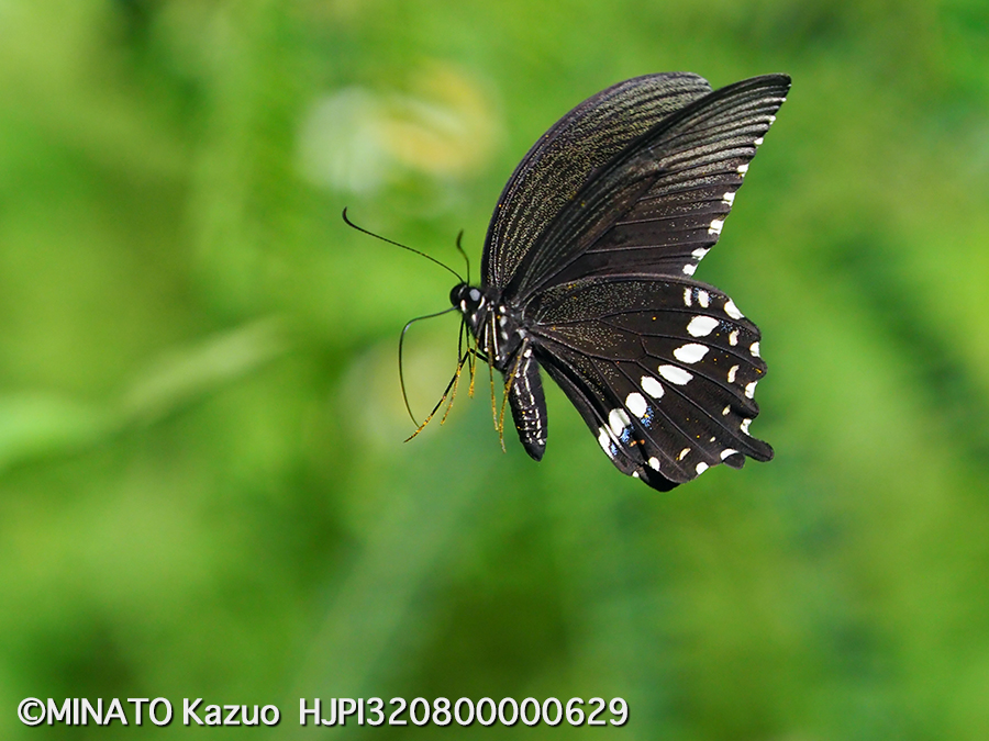 シロオビアゲハ