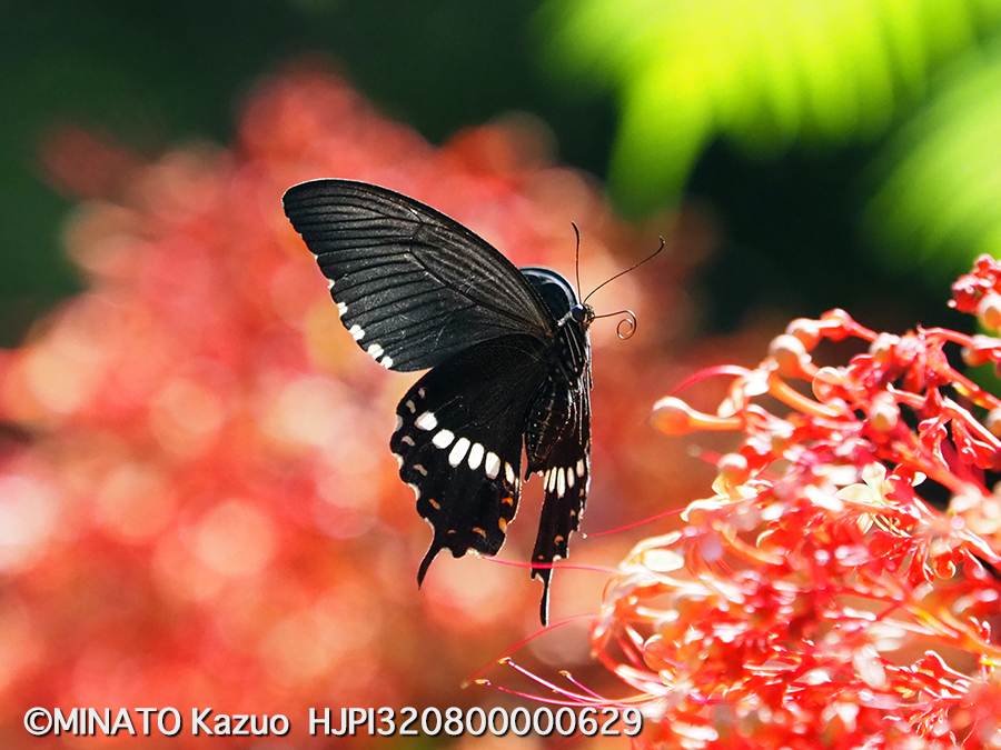 シロオビアゲハ