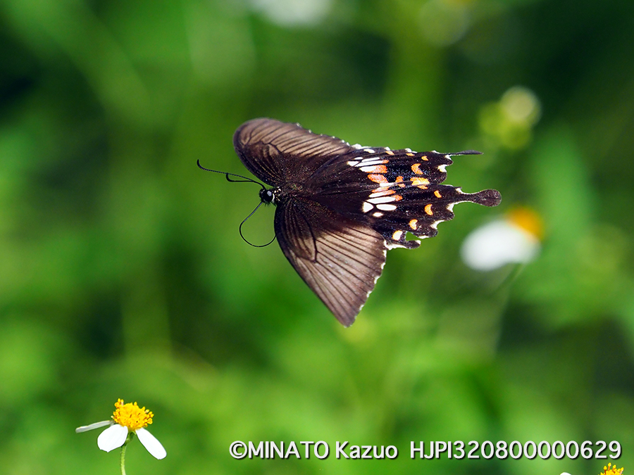 シロオビアゲハII型雌