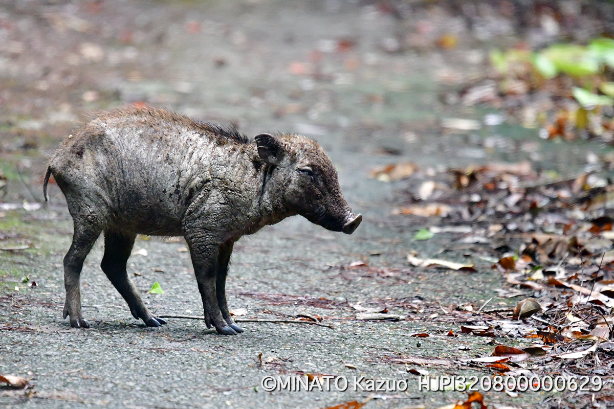 リュウキュウイノシシ幼獣