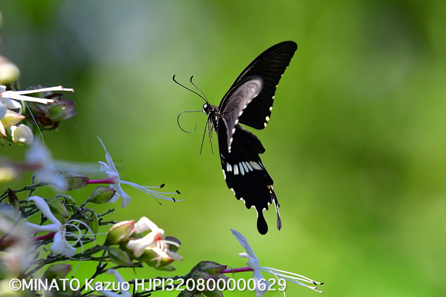 シロオビアゲハ