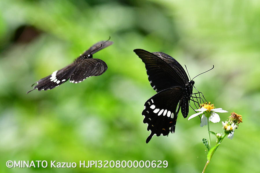 シロオビアゲハ