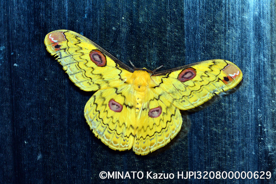 ハグルマヤママユ