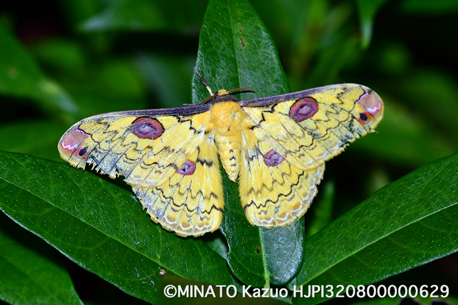 ハグルマヤママユ