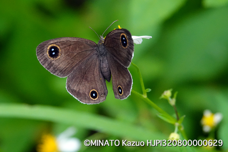 リュウキュウウラナミジャノメ