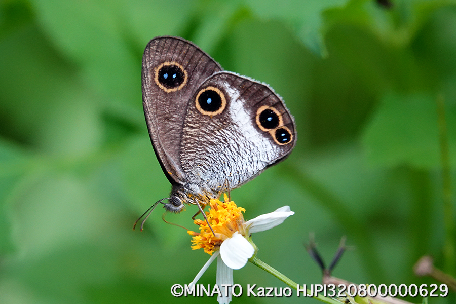 リュウキュウウラナミジャノメ