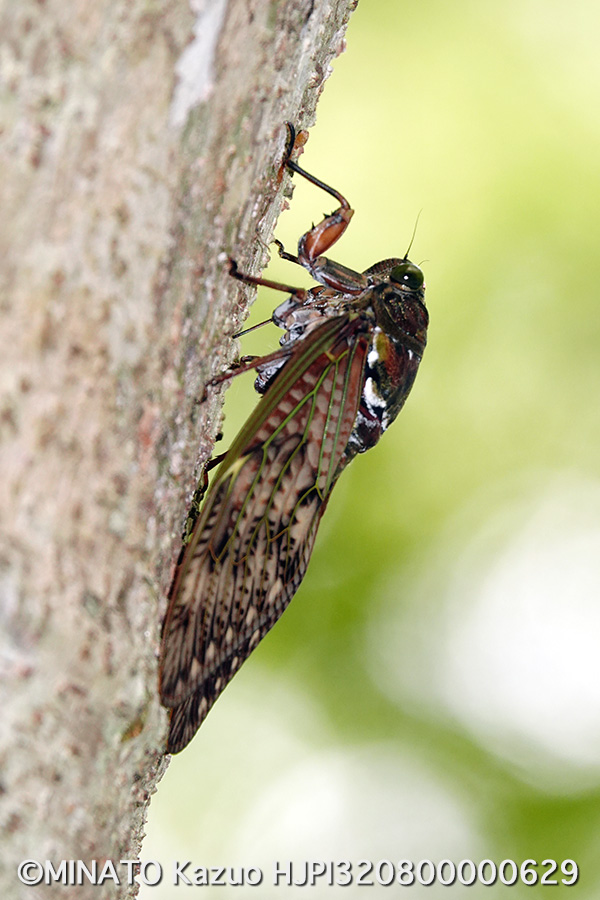 リュウキュウアブラゼミ