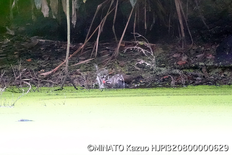 ヤンバルクイナ