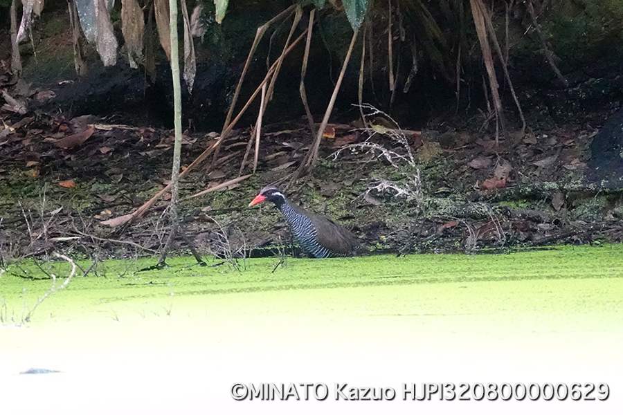 ヤンバルクイナ