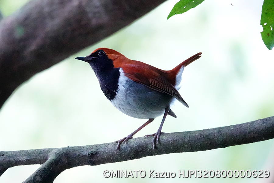 ホントウアカヒゲ雄