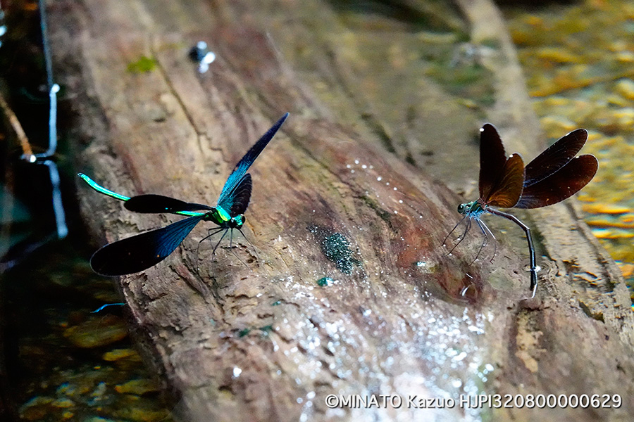リュウキュウハグロトンボ産卵行動
