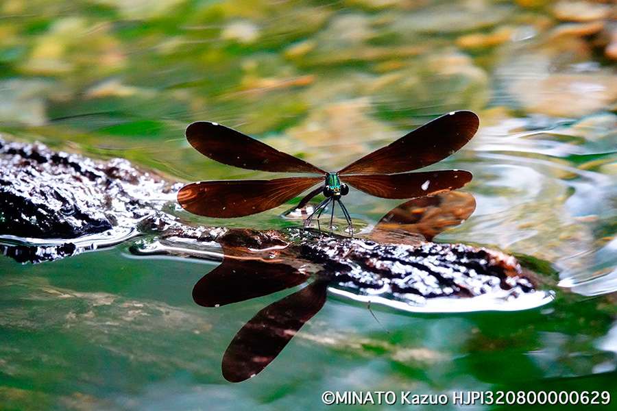 リュウキュウハグロトンボ産卵