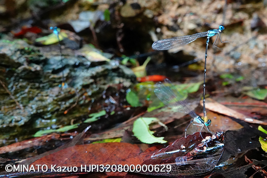 リュウキュウルリモントンボ産卵行動