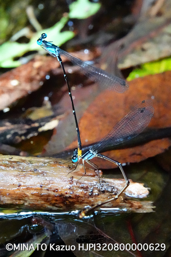 リュウキュウルリモントンボ産卵行動