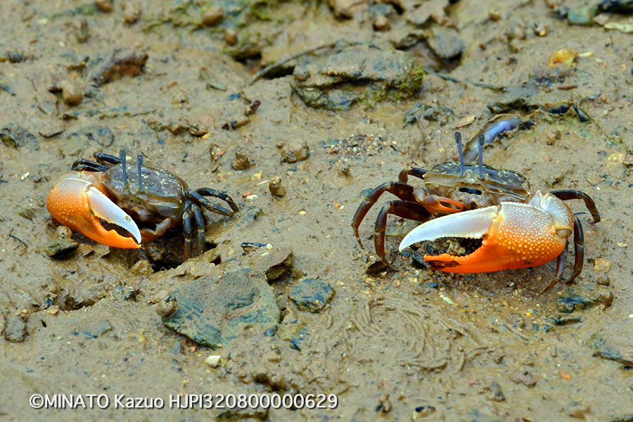 ヒメシオマネキ