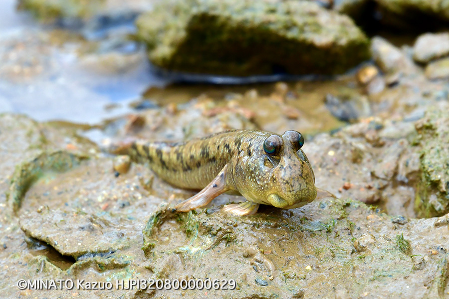 ミナミトビハゼ