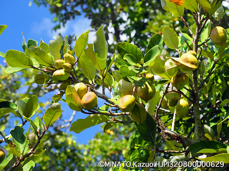 サキシマスオウノキ