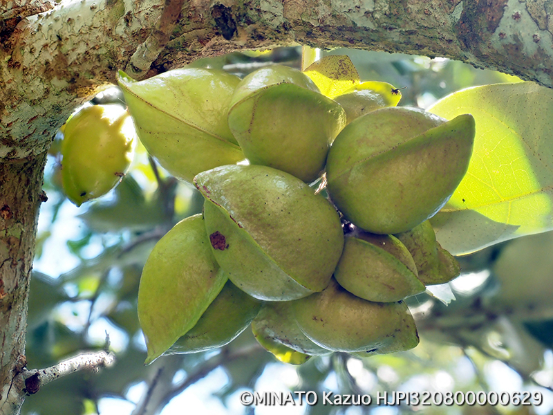 サキシマスオウノキ実