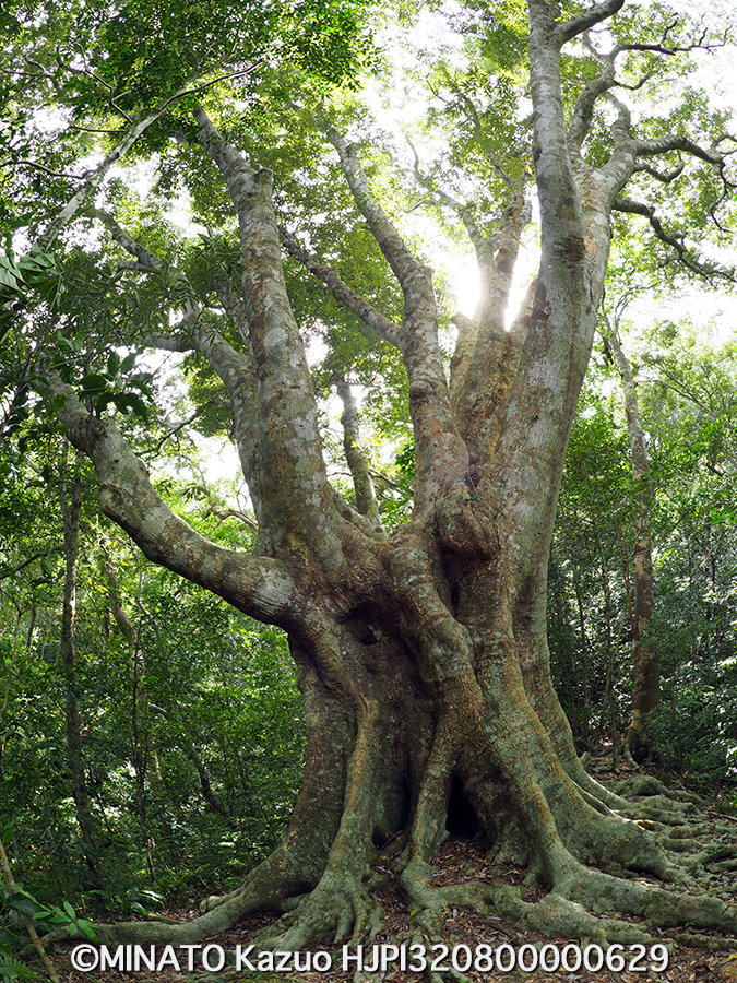 オキナワウラジロガシ