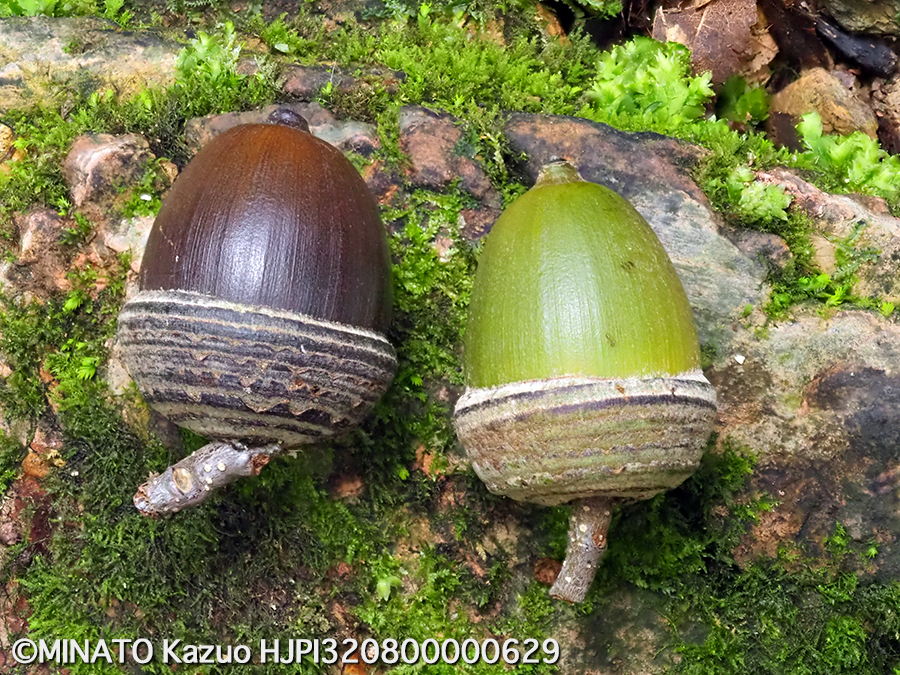 オキナワウラジロガシ実