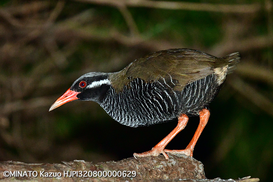 ヤンバルクイナ
