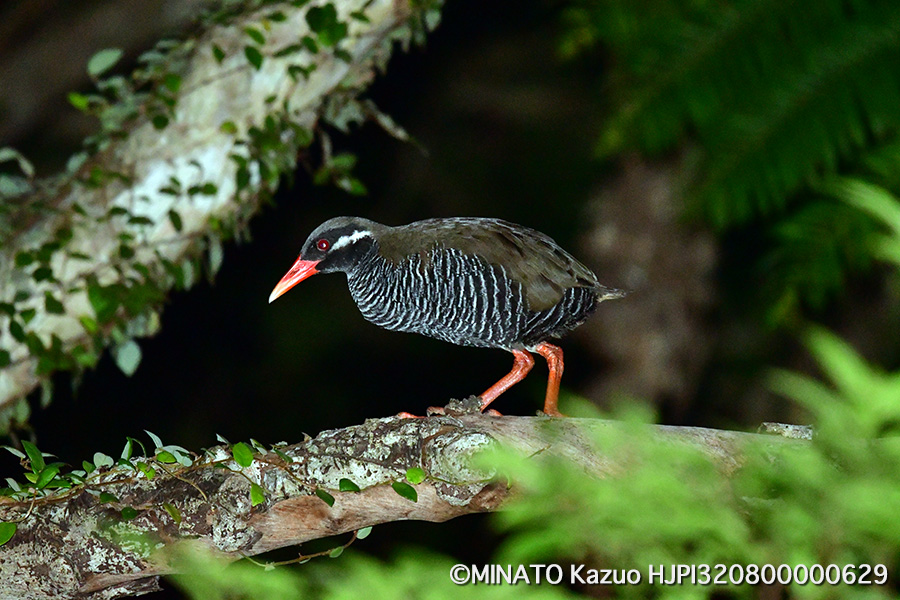 ヤンバルクイナ