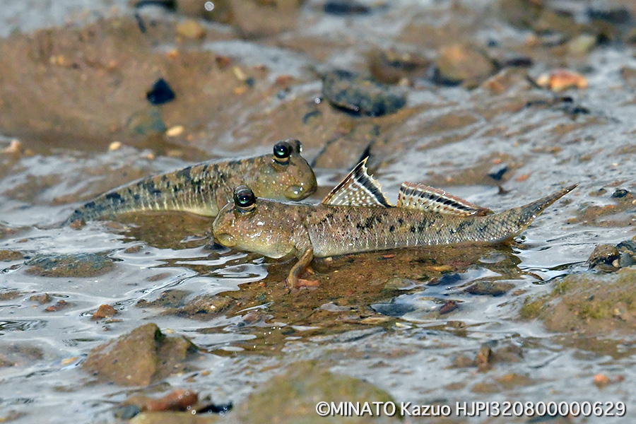 ミナミトビハゼ