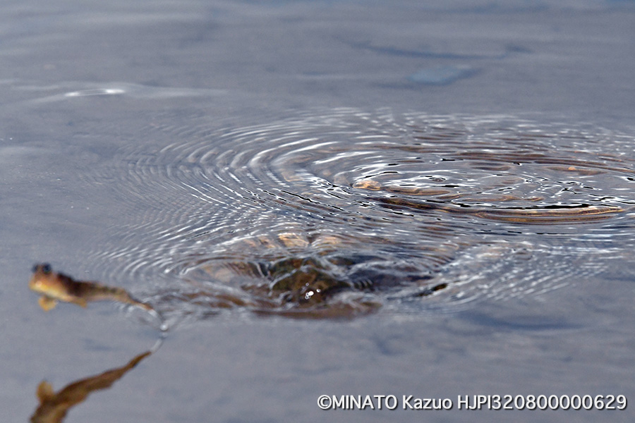 ミナミトビハゼ