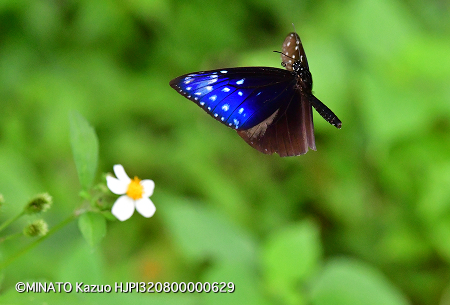 ツマムラサキマダラ雄