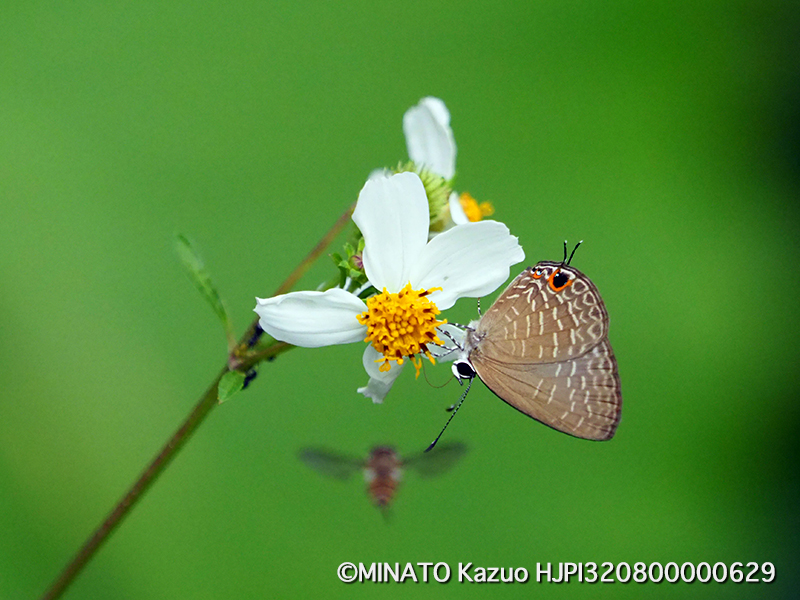 ルリウラナミシジミ