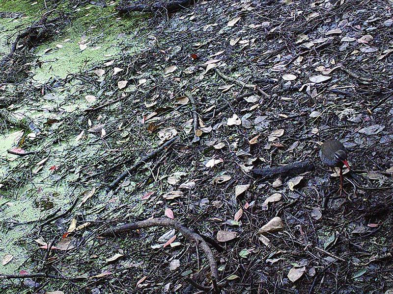 ヤンバルクイナ