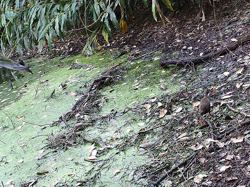 ヤンバルクイナ