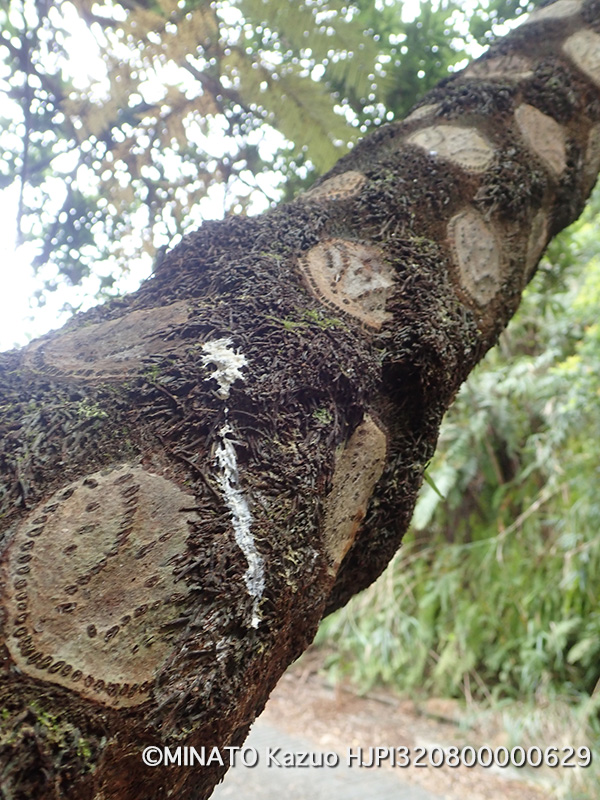 ヤンバルクイナ痕跡