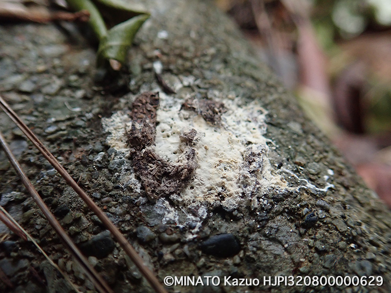 ヤンバルクイナ糞