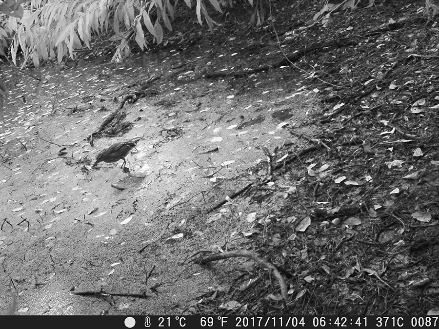 ゴイサギ幼鳥？