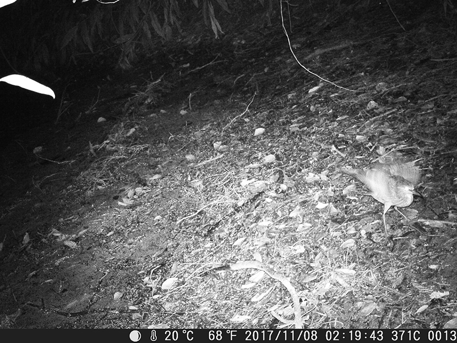 ゴイサギ幼鳥？