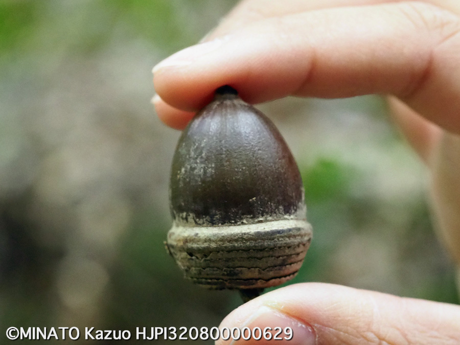 オキナワウラジロガシ