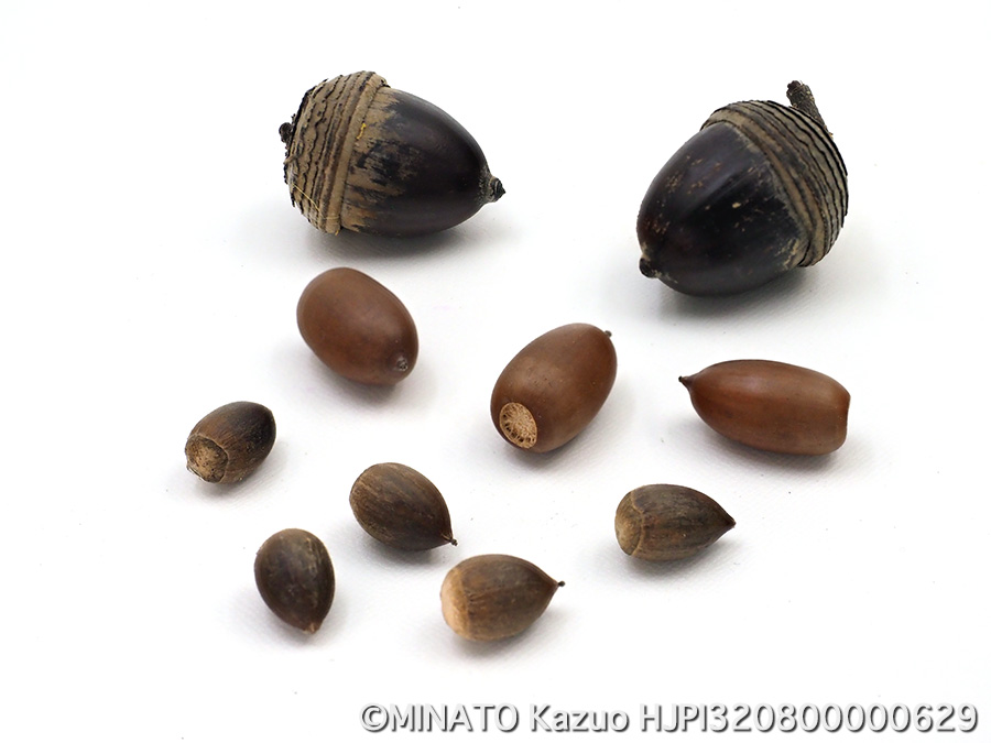 ドングリ3種