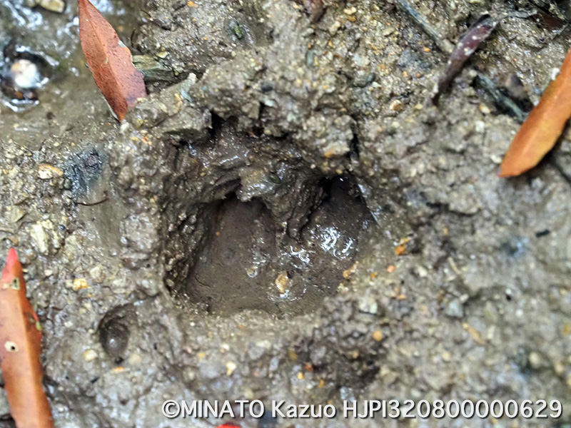 リュウキュウイノシシ足跡